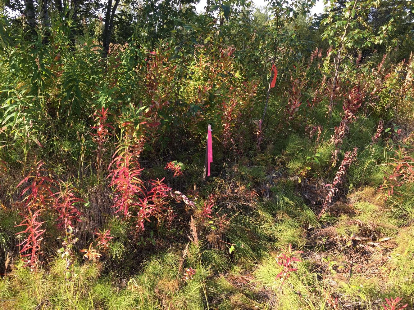 63767 Oil Well Rd, Ninilchik, AK 99639